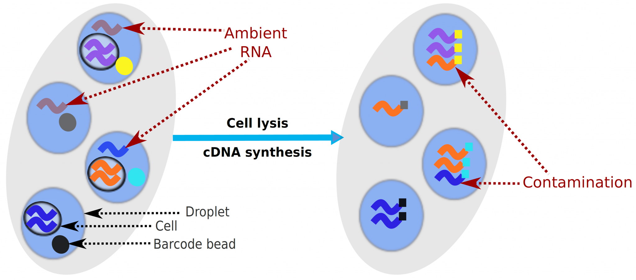 Decontamination of ambient RNA in singlecell RNAseq with DecontX